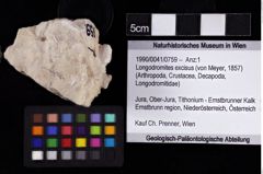 Foto (Objket + Etiketten) von Longodromites excisus (von Meyer, 1857) 